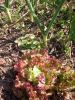 printemps_2007_10.jpg