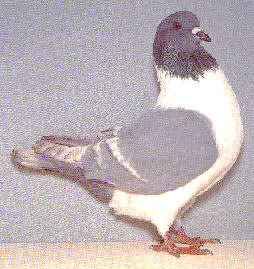 Strasser barr blanc