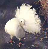 White Fantail