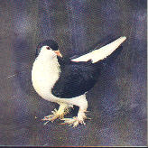 Black lahore